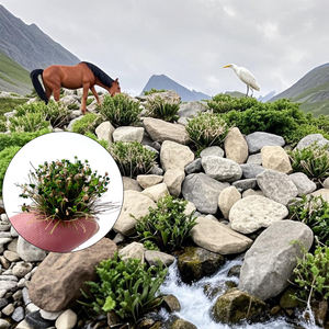 مجموعات عشب وزهور مصغرة ، نموذج مشهد غير منتظم ، نباتات بلاستيكية يدوية الصنع تصنعها بنفسك - Product Image 6