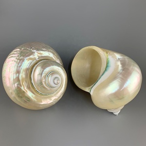 Vỏ Ốc Xà Cừ Tự Nhiên Dùng Để Trang Trí Nhà Cử<span class=keywords><strong>a</strong></span> Bể Cá Và Bộ Sưu Tập Vỏ Sò Ốc Xà Cừ Tự Nhiên 4 Inch - Product Image 1