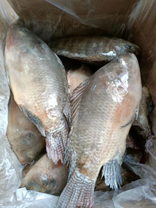 10% 20% <span class=keywords><strong>ปลา</strong></span>นิลแช่แข็งสำหรับใช้ในโรงงานผลิต<span class=keywords><strong>อาหาร</strong></span> - Product Image 4