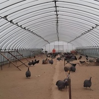 Grande serre en plastique pour l'élevage de bétail et de volailles, idéale pour l'élevage de porcs, moutons, poulets et l'agriculture tunnel.