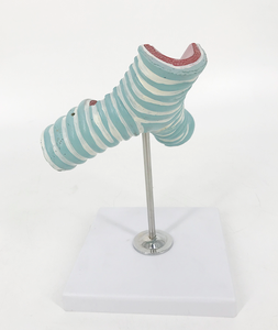 Moodel của sự phân chia khí quản - Product Image 2