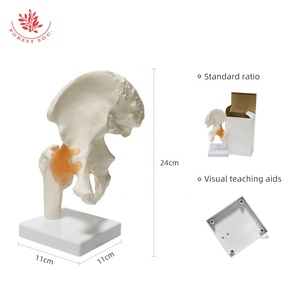 Articulación <span class=keywords><strong>de</strong></span> cadera humana y modelo <span class=keywords><strong>de</strong></span> ligamento <span class=keywords><strong>de</strong></span> <span class=keywords><strong>la</strong></span> articulación femoral FRT028 modelo <span class=keywords><strong>de</strong></span> <span class=keywords><strong>enseñanza</strong></span> médica <span class=keywords><strong>de</strong></span> articulación <span class=keywords><strong>de</strong></span> cadera <span class=keywords><strong>de</strong></span> anatomía grande Natural - Product Image 4