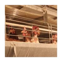 Design moderne Cage de batterie automatique de type H pour poules pondeuses Cage pour animaux d'élevage de volaille en nouvel état