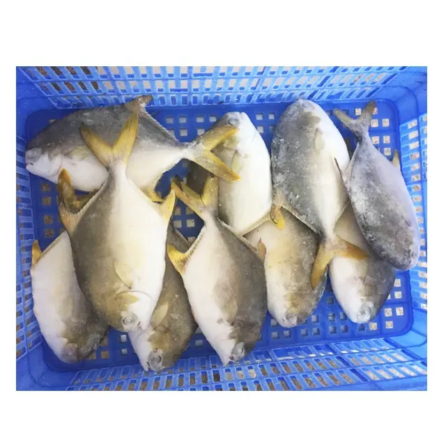 الزراعة الأسماك الذهبي بومفريت الأسماك
