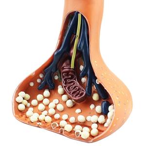 Modelo de enseñanza médica, modelo de sinapsis nerviosa para Neurociencia y educación anatómica - Product Image 2