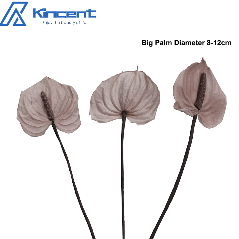 Kaki-grandi dimensioni 3 pz