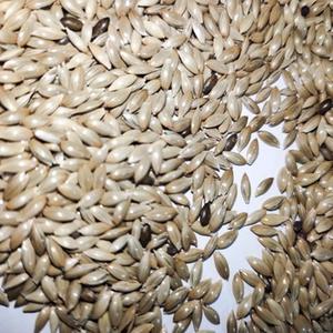 הקנריים זרע לציפור להאכיל - Product Image 5