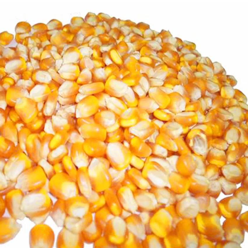 Сушеные Семена кукурузы 25 кг в упаковке, сушеная Кукуруза в клейком стиле, кукуруза, желтая кукуруза, фирменное наименование вьетнамских гор