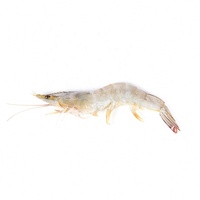Forme de poudre de probiotiques d'aquaculture à taux de survie élevé pour des rendements améliorés de poissons et de crevettes