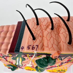 Modelo de Piel Humana de Alta Calidad, 30 Veces el Tamaño Real, para Salón de Belleza y Escuela de Medicina - Product Image 5