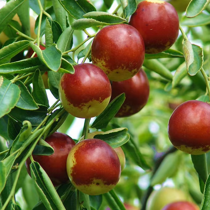 Свежие сладкие яблочные финики и зимние фрукты Jujube для экспорта Премиум свежих фруктов
