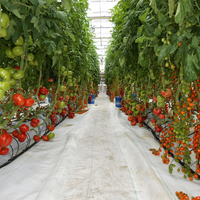 Serre hydroponique en polycarbonate moderne Sinok Serres agricoles pour tomate fraise laitue Serre Agricole