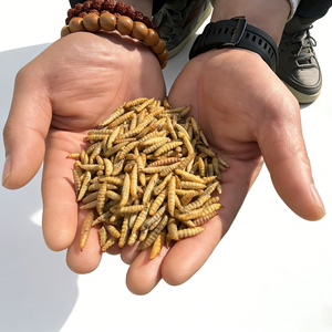 Larvas Secas de Mosca Soldado Negra con Alto Contenido de Proteínas, Directo de Fábrica, para Alimentación de Aves de Corral y Pollos - Product Image 6