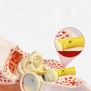 Modèles anatomiques 3D Aides à la formation en otologie Modèle d'oreille humaine pour étudiants Simulation médicale réaliste Structure anatomique de l'oreille - Product Image 2