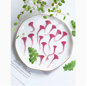 <span class=keywords><strong>Celosia</strong></span> Cristata flor fabricación de tarjetas suministros resina joyería planta Natural ecológica flor prensada Real - Product Image 6