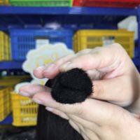 Capelli Indiani Lisci 100% Vergini Non Trattati con Cuticole Allineate per Dreadlock, Intrecciatura, Twist e Riparazione
