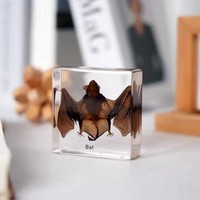 Poids-papier en forme de chauve-souris, spécimen animal, collection de taxidermie, intégré dans un bloc de lucite transparent, spécimen encadré