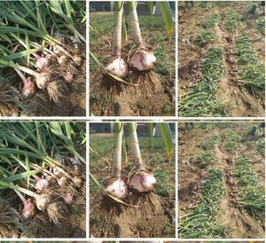 New Manual Planting <b>Machine</b> with 1-3 <b>Rows</b> Available Hand Pushed Garlic Planting Machinery Garlic Precision Seeder - Product Image 2