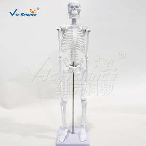 Modèle de squelette humain, de torse et de cœur (ensemble de trois pièces), organes détachables, matériel pédagogique pour les écoles de médecine. - Product Image 4