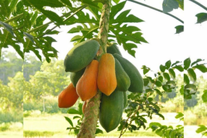 Papaya Fresca a Precios Bajos, Papaya Dulce Fresca de Granja, Procesada Orgánicamente, en Venta por Exportadores Indios - Product Image 6