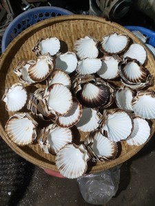 Coquillages de palourde et d'huîtres vietnamiens biologiques en vrac, coquillages sculptés sur mesure, art en coquille, lotus bleu nettoyé, Vietnam - Product Image 3