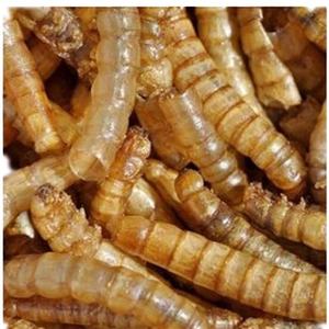 Stock de aves de corral con aditivo de alimentación <span class=keywords><strong>animal</strong></span> de gusano de harina vivo para caballos, ganado, cerdo, pez, perro - Product Image 3