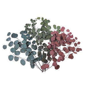 Décoration suspendue pour douche en <span class=keywords><strong>eucalyptus</strong></span> vert givré fait main, style Dollar d'argent, pour la maison, idéale pour la remise des diplômes - Product Image 6