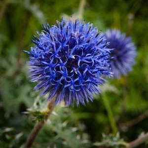 Extracto de <span class=keywords><strong>Echinops</strong></span> Latifolius 10:1 en Polvo - Product Image 3