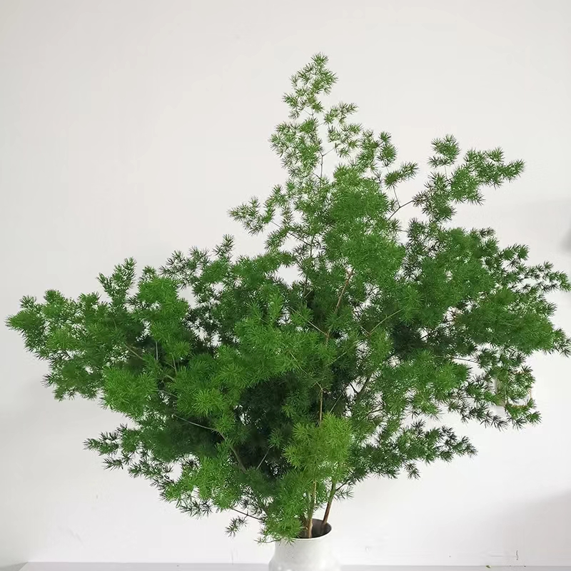 Оптовая продажа свежих цветочных спаржи Yunnan focusflower, связка из 5 стеблей, доставка холодной цепи