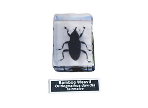 Especímenes de Insectos Reales en Resina, Diez Insectos Dañinos, Educación Científica, Biología - Product Image 4