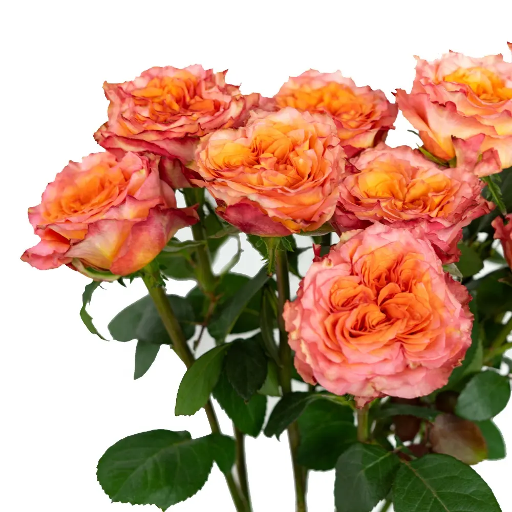 Rose fresche del taglio dei fiori sfusi naturali del gambo lungo di alta qualità dalla cina