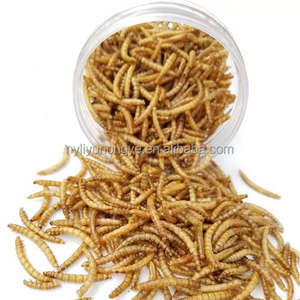 Protein Tenebrio tepung Molitor Weevil Tenebrio Molitor kuning megar makanan ringan kering makanan ringan hewan peliharaan untuk pakan hewan - Product Image 4