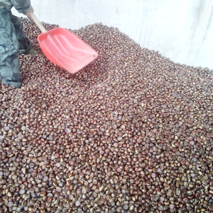 Châtaignes fraîches de grande taille du Shandong, récolte 2021 - Product Image 3