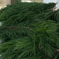 Kerstdecoratiemateriaal: Echte, natuurlijke, geconserveerde cipressen en natuurlijke dennen voor bruiloft- en huisdecoratie