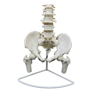 Modelo de <span class=keywords><strong>Columna</strong></span> Vertebral Humana a Escala Real 1:1 con Pelvis, Fémur, Nervio y Vasos Sanguíneos, Flexible, Anatómico, para Enseñanza y Exhibición - Product Image 5