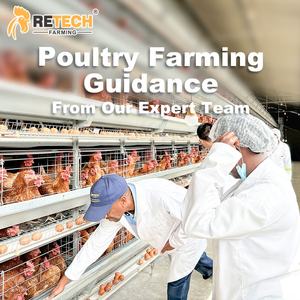 Retech tasarım kanatlı ev yapısı bina otomatik H tipi katmanlı tavuk pil kafes ekipmanları ile yumurta toplama - Product Image 4