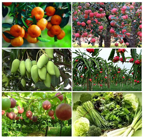 Fenpyroximate 5% SC <span class=keywords><strong>Insecticida</strong></span> <span class=keywords><strong>para</strong></span> árboles frutales contra ácaros rojos, pulgas y garrapatas, seguro <span class=keywords><strong>para</strong></span> abejas, pesticida agrícola, acaricida - Product Image 4