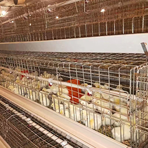 H loại gà lồng Gà Nuôi lồng để giữ gà lớp - Product Image 4