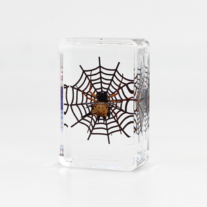 Artesanía de resina hecha a mano, espécimen de araña de insecto real, resina de cristal, modelos de colección de especímenes de animales naturales - Product Image 4