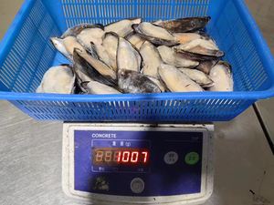 Vendita calda IQF carne di cozze nuova stagione crostacei per cucinare - Product Image 3