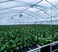 Film de serre PO de qualité supérieure, haute transmission lumineuse, économie d'énergie, film de couverture en polyoléfine pour l'agriculture moderne