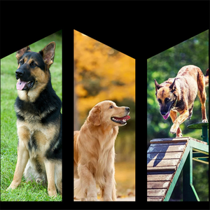 <span class=keywords><strong>Collar</strong></span> táctico para perros y conjunto de correa de nailon ajustable para entrenamiento de camuflaje para perros y Mascotas - Product Image 6