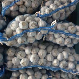 Ajo Blanco Normal al Mejor Precio de Fábrica, Compre Vegetales Frescos Chinos, Semillas de Ajo Frescas al por Mayor, Tamaño 5cm, Listo para Vender por 1 Año - Product Image 5