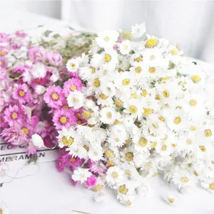 Sumfloraขายส่งดอกไม้แห้งธรรมชาติTimeless Roseภายในตกแต่งดอกไม้สำหรับร้านขายดอกไม้Florist Supplies