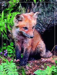 Chất lượng cao dạng thấu kính Pet 0.9 mét <span class=keywords><strong>3D</strong></span> thay đổi hình ảnh Poster <span class=keywords><strong>3D</strong></span> dạng thấu kính hình ảnh của sói hình ảnh động vật - Product Image 5