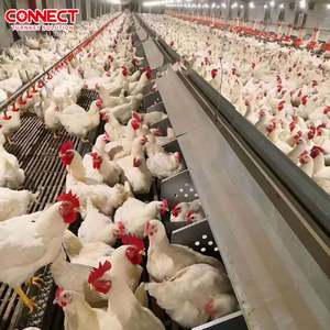 Proyecto llave en mano Capacidad total Gallinero <span class=keywords><strong>Granja</strong></span> Cobertizo Coop Capa Broiler Farm Raise Equipo <span class=keywords><strong>de</strong></span> cultivo Línea <span class=keywords><strong>de</strong></span> sistema <span class=keywords><strong>de</strong></span> <span class=keywords><strong>raza</strong></span> <span class=keywords><strong>de</strong></span> aves <span class=keywords><strong>de</strong></span> corral <span class=keywords><strong>de</strong></span> pollo - Product Image 6