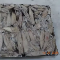 Calamars surgelés de haute qualité (tubes de calmar géant) Produit de la mer
