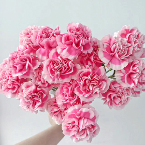 Girofle <span class=keywords><strong>Xiao</strong></span> <span class=keywords><strong>Yan</strong></span> de qualité supérieure - Rose et blanc pour bouquets - Product Image 5