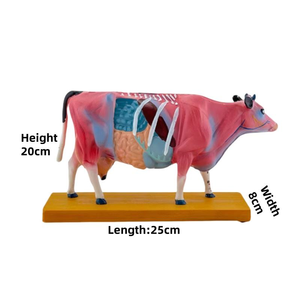 Model akupuntur hewan sains medis Model anatomi kerangka hewan anjing untuk diagnostik dokter hewan - Product Image 6