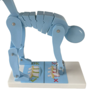 Modelo de Demostración de Estrés en la Columna Lumbar de Alta Calidad para Levantamiento de Pesas, Multicolor y Personalizable